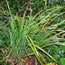 Calamagrostis brachytricha